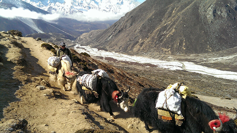 Sherpas und Yaks im Himalaya